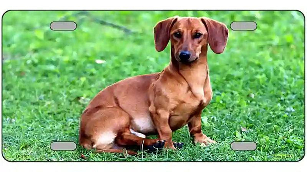 Dachshund Dog Metal Novelty License Plate