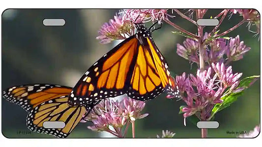 Butterfly Monarch On Flower Novelty Metal License Plate