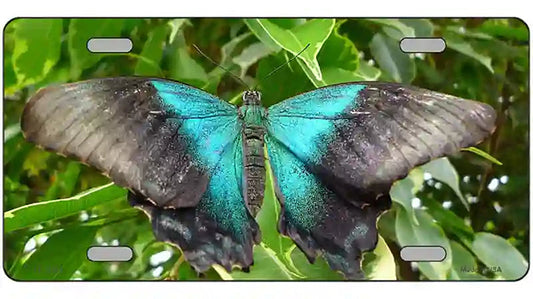 Butterfly Blue and Black Novelty Metal License Plate