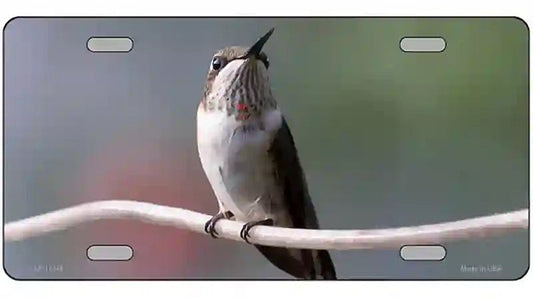 Hummingbird Perched On Branch Novelty Metal License Plate