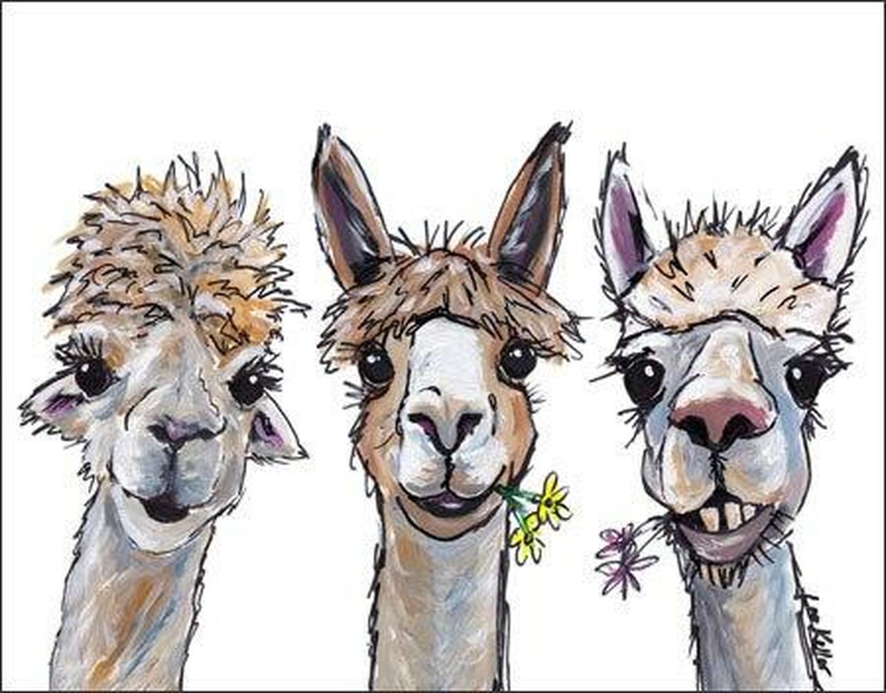 Alpaca Trio