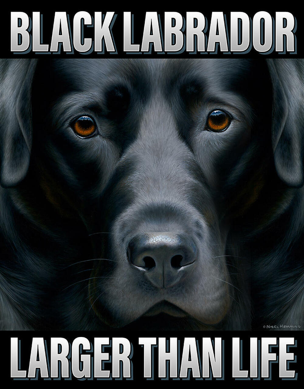 Black Labrador Larger Than Life