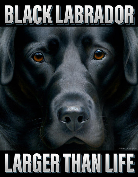 Black Labrador Larger Than Life
